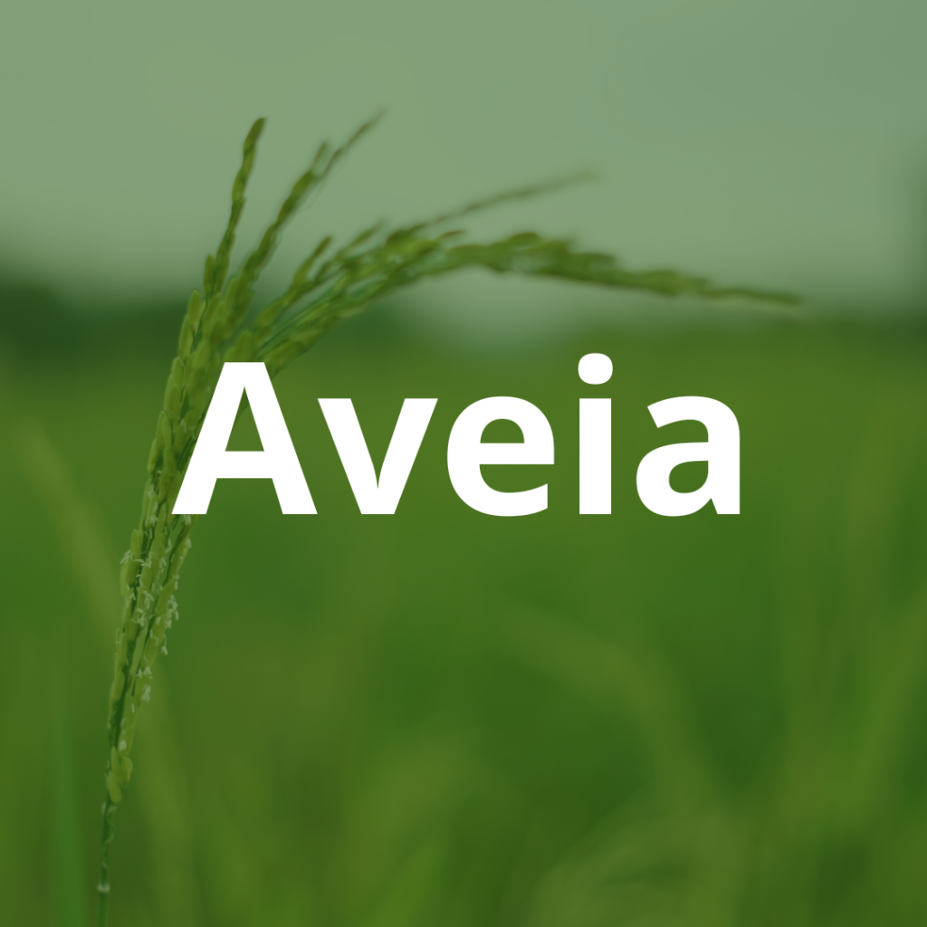 Aveia branca cacil