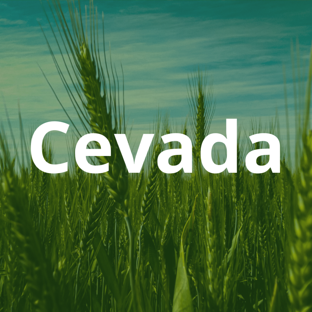 Cevada BRS KORBEL Cacil sementes, qualidade em sementes